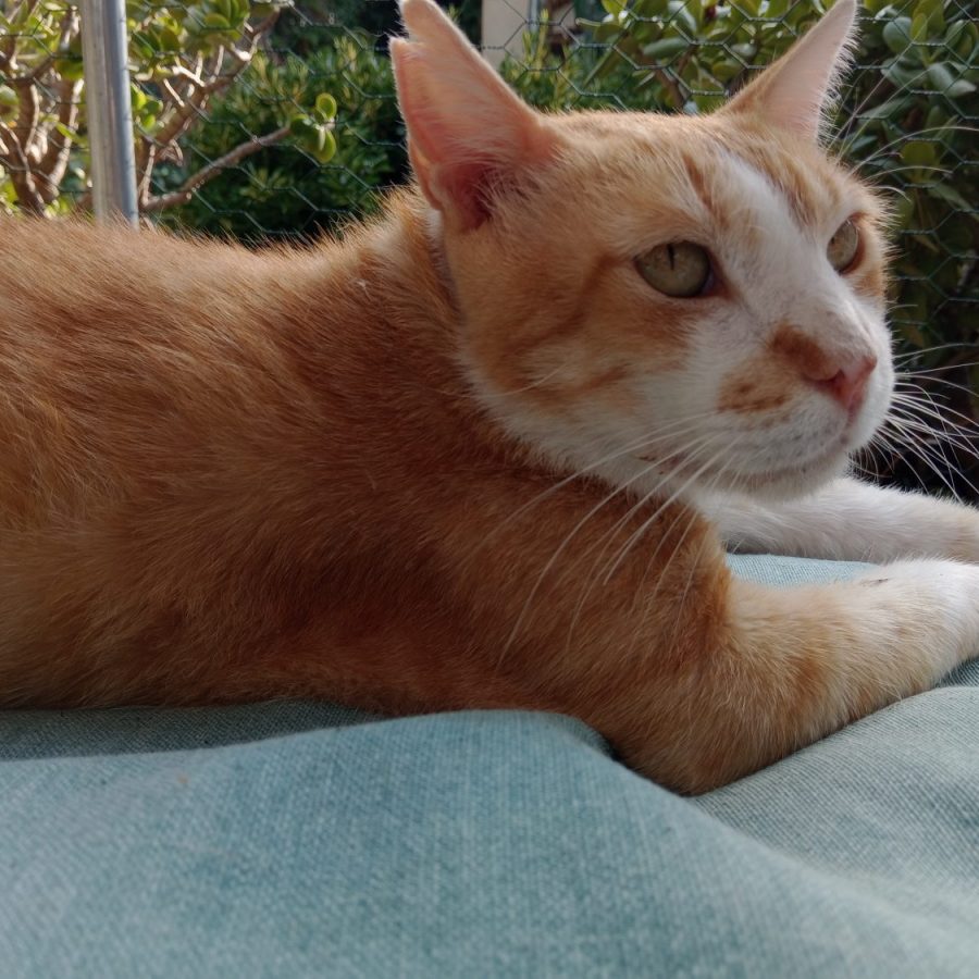 Gattone