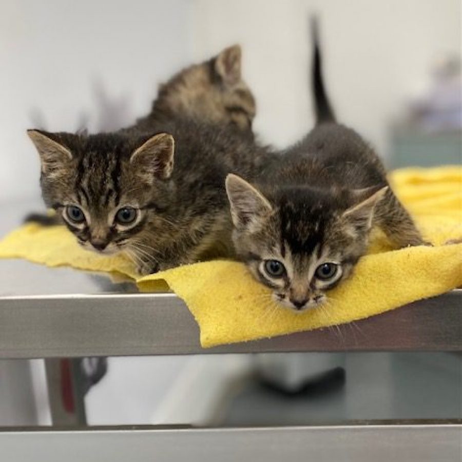 La camadita de los gatitos pardos