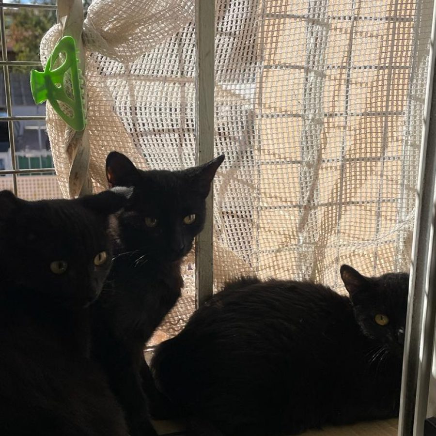 las panteritas en adopcion 1