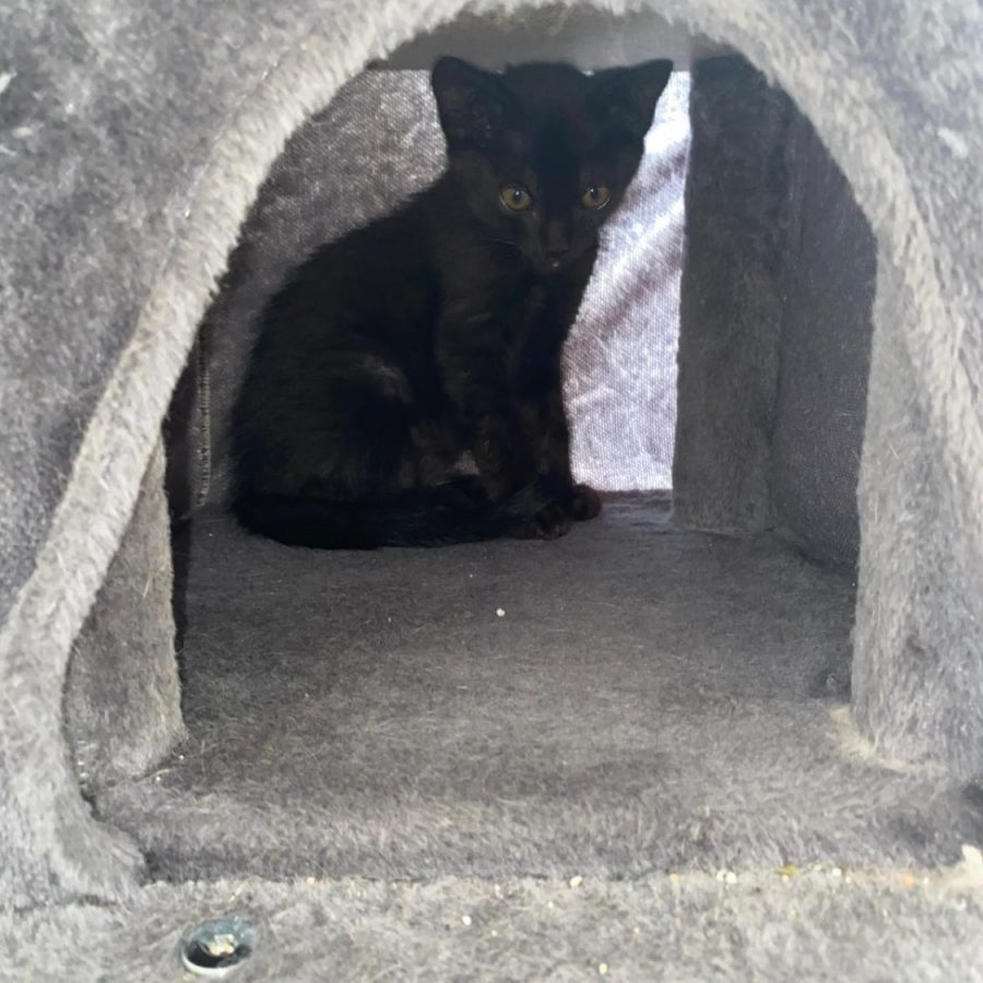 Maru